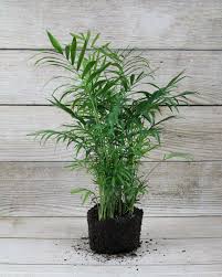 Image result for Chamaedorea elegans