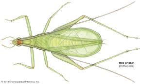 Highest quality hd recorded mp3 downloads. Field Cricket Insect Britannica