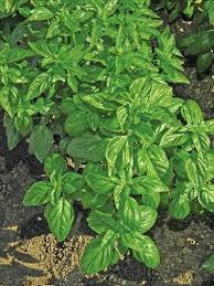 Image result for Ocimum urundense