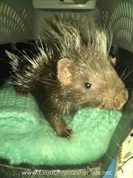 Her exhibitionist tendencies draw the interest of his musical clients and leads to visual fireworks. Porcupines For Sale