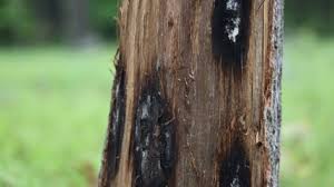 A Warning For Great Lakes States A Disease Called Oak Wilt Is Striking Michigan Forests Great Lakes Now
