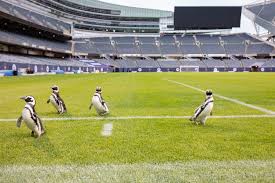 The chicago bears began using the facility in 1971 and played their first game on the renovated soldier field on september 29, 2003. Penguins Storm Soldier Field In Chicago Cnn Video
