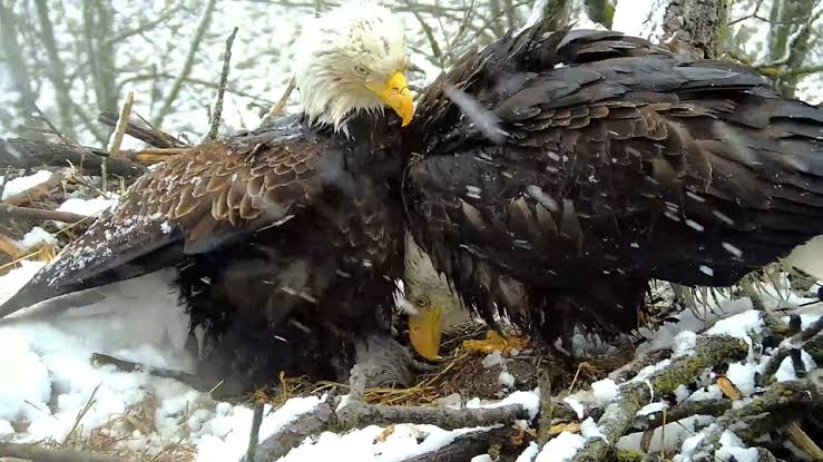 Raptor Resource Project: Bald Eagle and Bird of Prey Cams