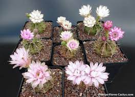 Enjoy the videos and music you love, upload original content, and share it all with friends, family, and the world on youtube. Mortalllll Como Hacer Florecer Cactus Copiar Jpg 691 500 Semillas De Cactus Cuando Florecen Los Cactus Cactus Injertado