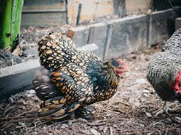 Oct 17, 2012 · the result for fontinato was a broken nose, a broken cheekbone and a dislocated jaw. Chicken First Aid How To Wrap A Sprained Wing Garden Betty