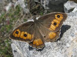 Image result for Dolichos pseudocajanus