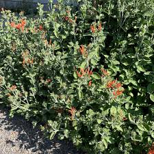 Image result for Dicliptera laxata