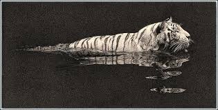River Crossing White Tiger Fine Art Pencil Drawings Fine Art Drawing Art Drawings