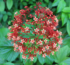 Image result for Clerodendrum fuscum