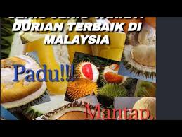 Ni antara senarai jenis durian terbaik di malaysia yang sedap. 9 Jenis Durian Paling Sedap Di Malaysia Youtube