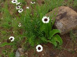 Image result for Callilepis laureola