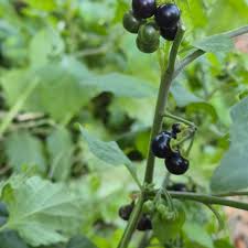 Image result for Solanum aculeatissimum