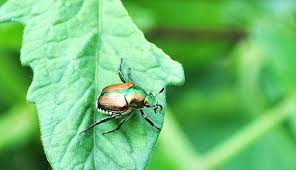 Check spelling or type a new query. 13 Headache Inducing Garden Pests How To Control Them Hobby Farms