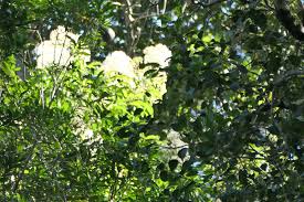 Image result for Nuxia floribunda