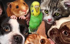 What does nature have to do with the weird things our domesticated dogs and cats do? Pet Quiz 50 Pet Animal Trivia Questions Answers