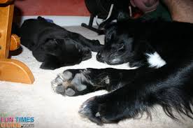 Should You Trim Your Dog S Hairy Toes And Paws Dog Paw Pads Dog Pads Your Dog