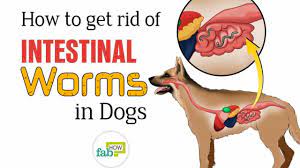 How To Get Rid Of Worms In Dogs Top 3 Home Remedies Fab How
