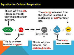 These reactions can be catabolic or anabolic. What Is Cellular Respiration Ppt Download