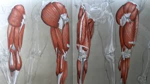 100 Discount The Figurative Drawing Course The Legs Anatomy To Drawing In this first leg lesson i cover proportions, form, motion and other important. discount the figurative drawing course