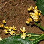 Image result for Campylospermum vogelii