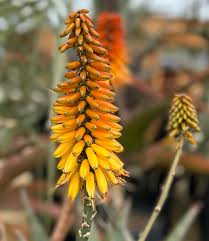 Image result for Aloe marlothii
