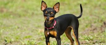 Neither dog is known to be a big drooler. Miniature Pinscher All About Dogs Orvis