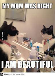 9gag Why So Serious Funny Cats Funny Cat Memes Funny Pictures