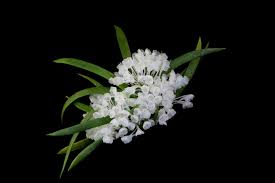 Image result for Podangis