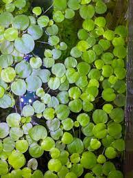 Frogbit Live Aquarium Plants Easy To Grow Live Aquarium Plants Planted Aquarium Freshwater Aquarium Plants