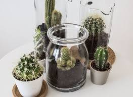 Ikea Nederland Interieur Online Bestellen Vetplanten Diy Cactus Decoratie