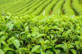 Image result for Camellia sinensis