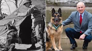 Chips, a U.S. Army Hero Dog That Served in World War II Gets Posthumous Medal