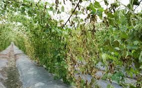 Maybe you would like to learn more about one of these? Bean Diseases And Pests Description Uses Propagation