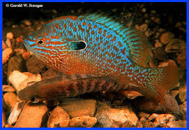 Image result for Lepidagathis pallescens