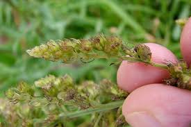 Image result for Mesosphaerum pectinatum