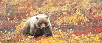 The denali wilderness is a wilderness area within denali national park that protects the higher elevations of the central alaska range, including denali. Denali National Park Travel Guide Alaskatravel Com