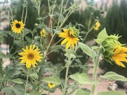 Let us know in the comments below and feel free to share your. Harvesting Growing Sunflower Seeds Tips Kellogg Garden Organics