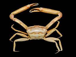 We did not find results for: Ketam Definition And Synonyms Of Ketam In The Malay Dictionary