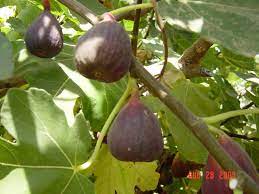 What type of trees or fruit trees grow in north louisiana. Lsu Agcenter It S A Good Time To Plant Fruit Trees Home Garden Theadvocate Com