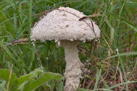 Image result for Tephrosia argyrolampra