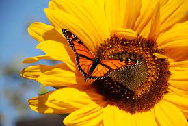 Monarch Monarch Butterfly Sunflower Wallpaper Sunflower