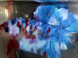 Live Betta Fish Galaxy Koi Very Nice Betta Fish Betta Fish