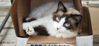 When planting, cut a hole in the cardboard for each plant. Using Cardboard In The Vegetable Garden