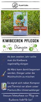 Kiwibeeren Schneiden Pflegen Experten Tipps Plantura Beeren Kiwi Uberwintern