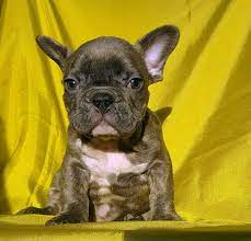 Find french bulldogs for sale in ann arbor, mi on oodle classifieds. French Bulldog Puppy For Sale In Adrian Mi Adn 62240 On Puppyfinder Com Gender Male Age French Bulldog Puppies For Sale French Bulldog French Bulldog Puppy