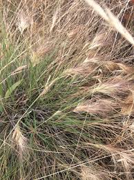 Image result for Aristida pilgeri