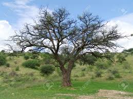 Image result for Acacia erioloba