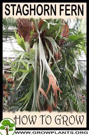 Check spelling or type a new query. Staghorn Fern How To Grow Care