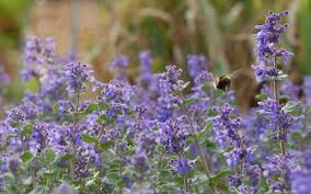 Die echte katzenminze ist seit jahrhunderten verwendete heilpflanze. Nepeta Racemosa Superba Niedrige Katzenminze Blauminze