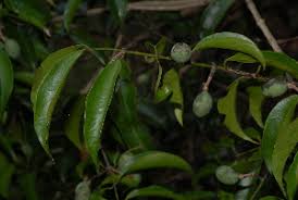 Image result for Strychnos usambarensis